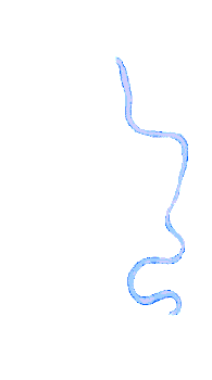 The river Thames.